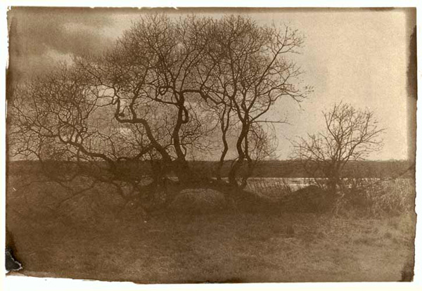 baum01