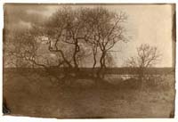 baum01